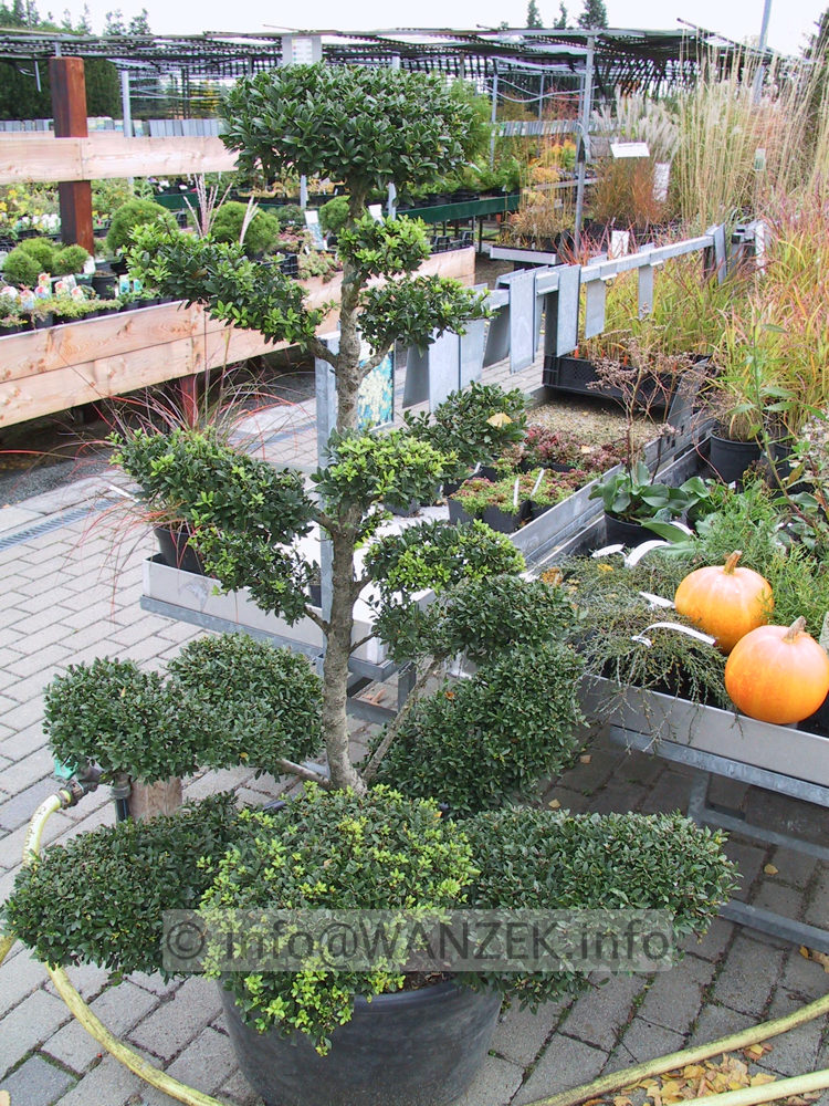 Ilex crenata - Bonsai.JPG